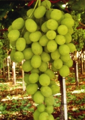 Sugraone Grapes