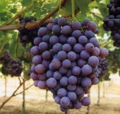Uva Apulia Rose Seedless