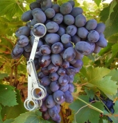 Uva Autumn Royal Seedless