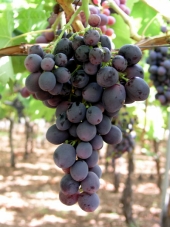 Uva Big Perlon Seedless