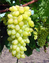 Uva Centennial Seedless
