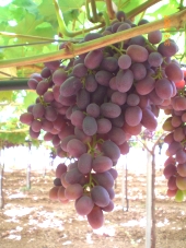 Uva Crimson Seedless
