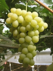 Uva Italia