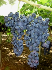 Uva Palieri