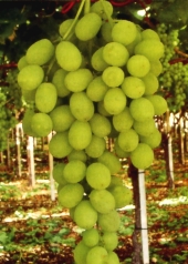 Uva Sugraone