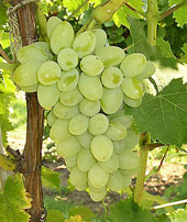 Uva Thompson Seedless